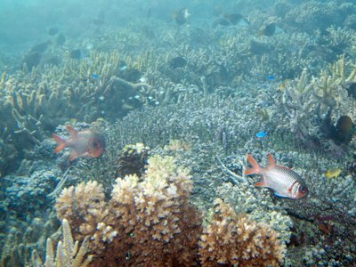 Violet Soldierfish