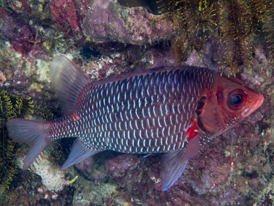 Violet Squirrelfish
