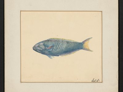 Violet Wrasse
