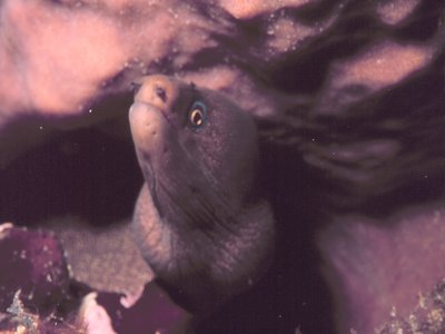 Viper Eel