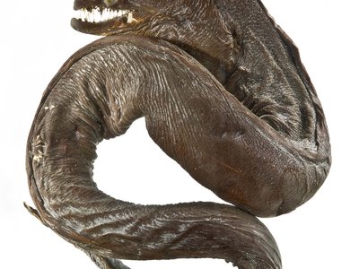 Viper Moray