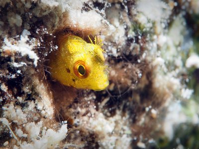Virgin Blenny