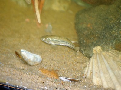 Virginia Killifish