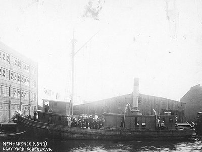 Virginia Menhaden
