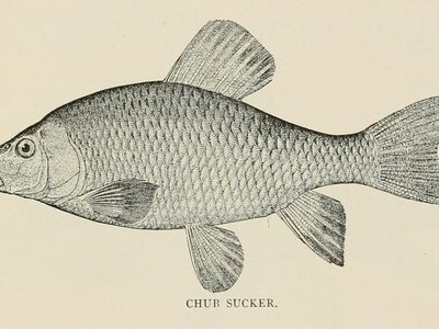 Virginia Mullet