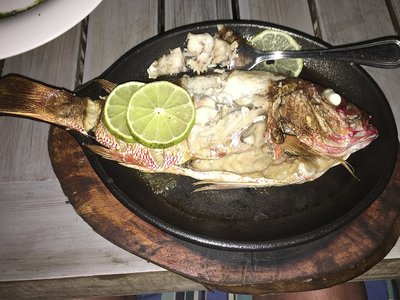 Virginia Snapper
