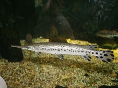 Virginia Spotted Gar