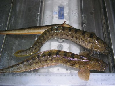 Viviparous Blenny