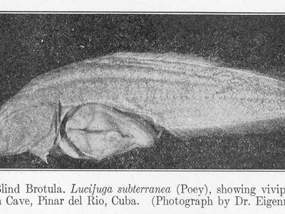 Viviparous Brotula