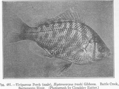 Viviparous Perch