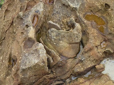 Volcano Moray