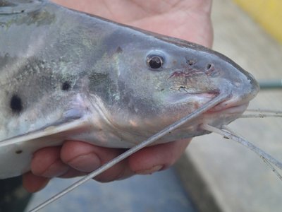 Vulture Catfish