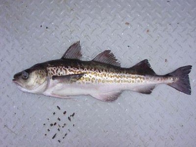 Walleye Pollock