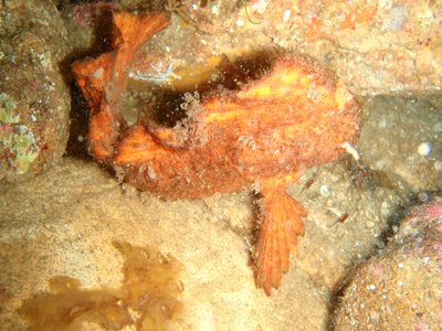 Warty Prowfish