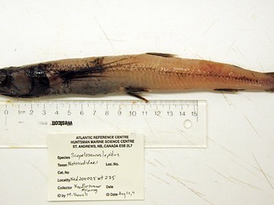 Waryfish