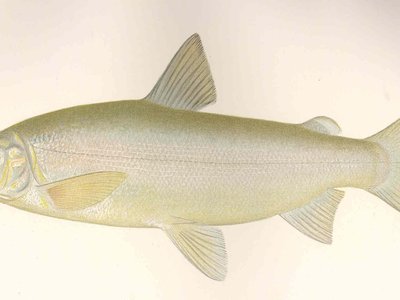 Washington State Whitefish