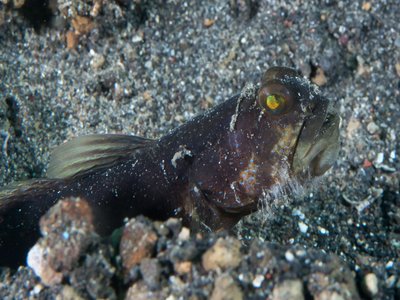 Watchman Goby