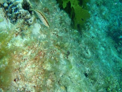 Wavy Grubfish