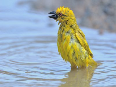 Weaver Fish