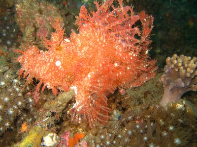 Weedy Scorpionfish