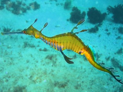 Weedy Seadragon