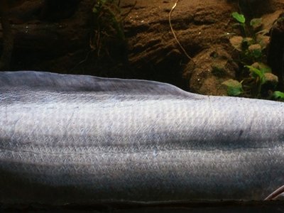 West African Lungfish