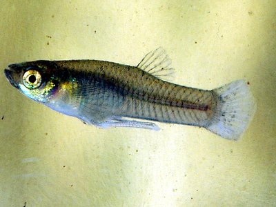 Western Mosquitofish