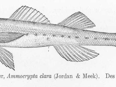 Western Sand Darter