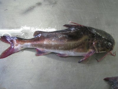 White Barbel