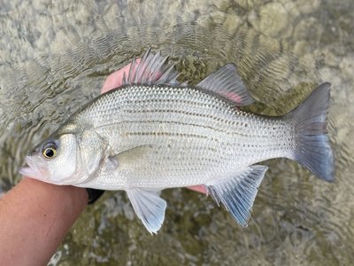 White Bass