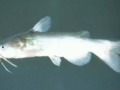 White Catfish