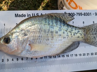White Crappie