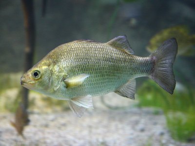 White Perch