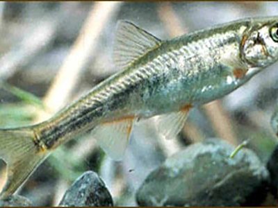 White River Spinedace