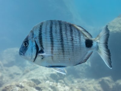 White Sea Bream