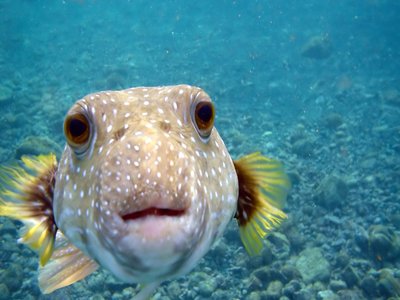 White Spotted Puffer