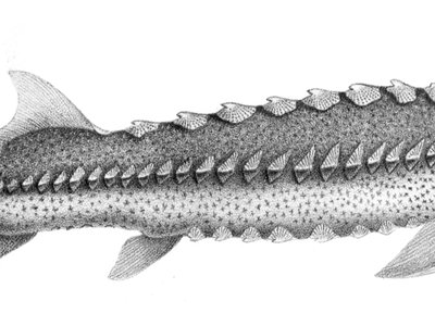 White Sturgeon