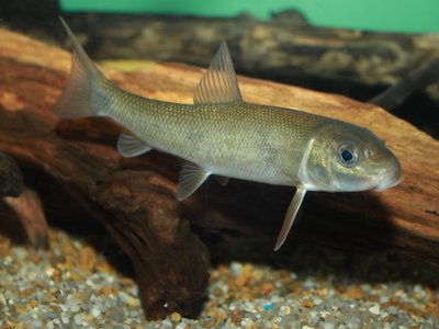 White Sucker