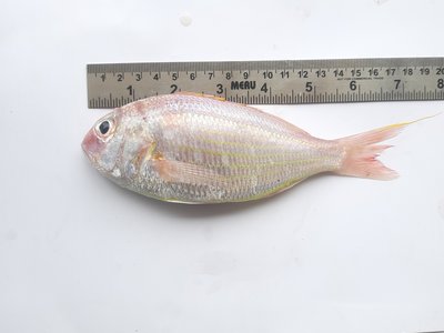 White Threadfin Bream