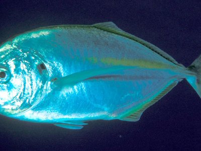 White Trevally
