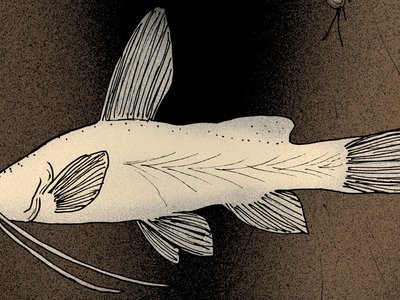 Widemouth Blindcat