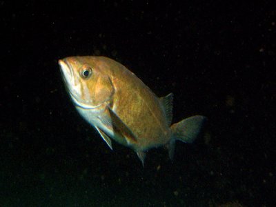 Widow Rockfish