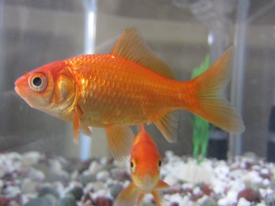 Wild Carp
