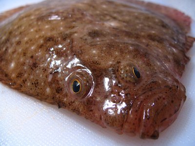 Windowpane Flounder
