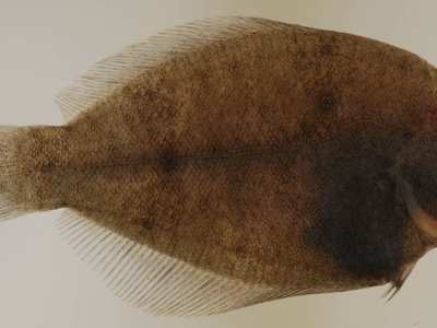 Winter Flounder