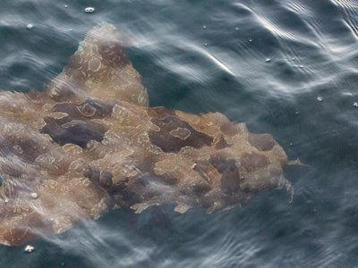 Wobbegong Shark