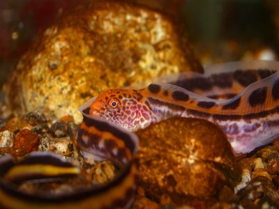 Wolf Eel