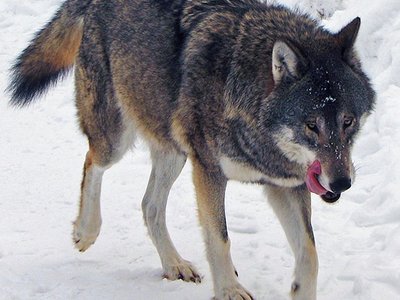 Wolfish