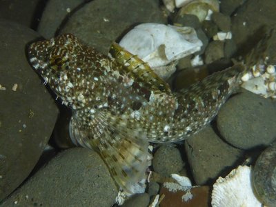 Woolly Sculpin