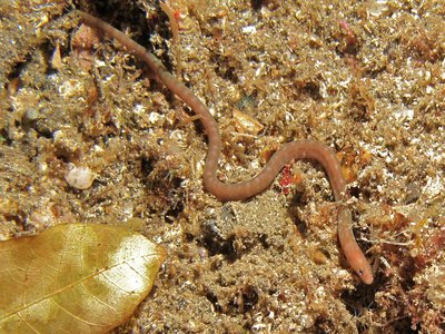 Worm Eel